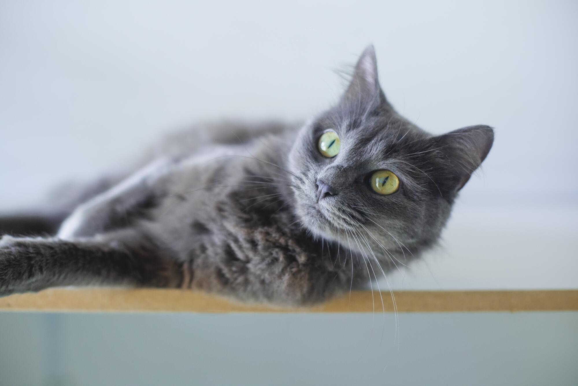 Assisted Living With Pets in Cramerton, NC: What to Expect